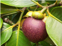 Плод мангустина на дереве